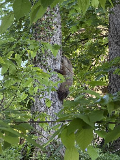 Groundhog climbing a tree