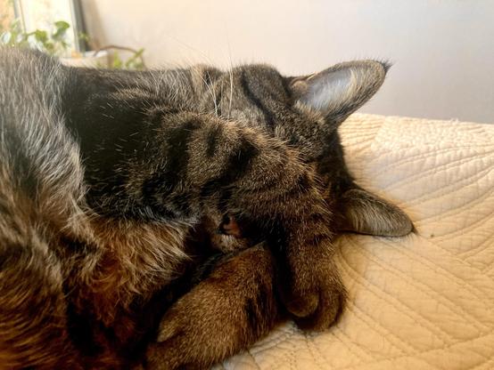 A cat, lying on a bed, sleeping, with his paw, covering his eyeballs, but you can see his little nose poking out.