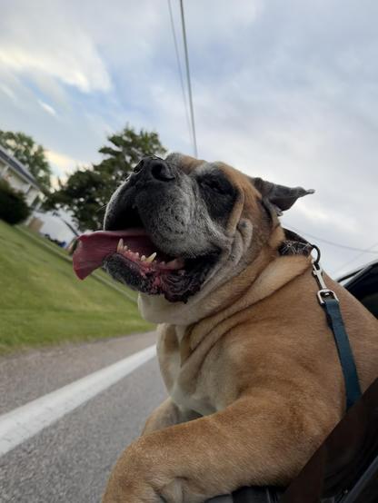 Mastiff hanging out the window of a car being very happy