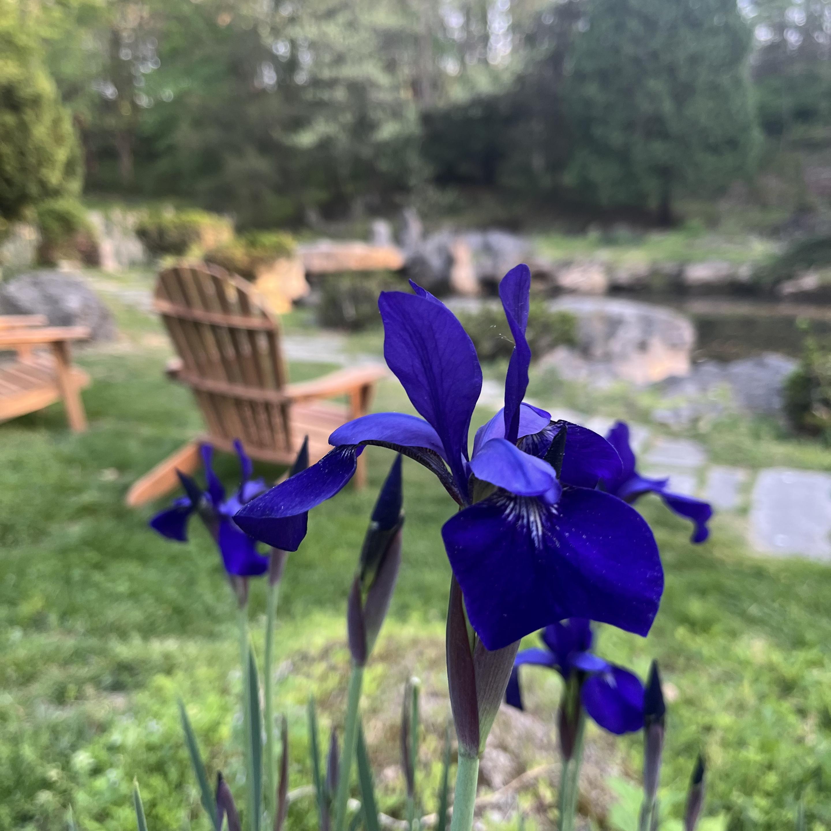velvety blue irises with wooden chairs and nature in the background