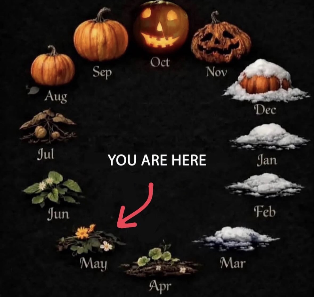 A circular graphic representing the months of the year using pumpkins and plants. October is a Jack-o'-lantern, November is a rotting pumpkin, and winter months are covered in snow.

Current status: A red arrow points to "May," which is represented by small green plants and yellow flowers.

Center text: "YOU ARE HERE"