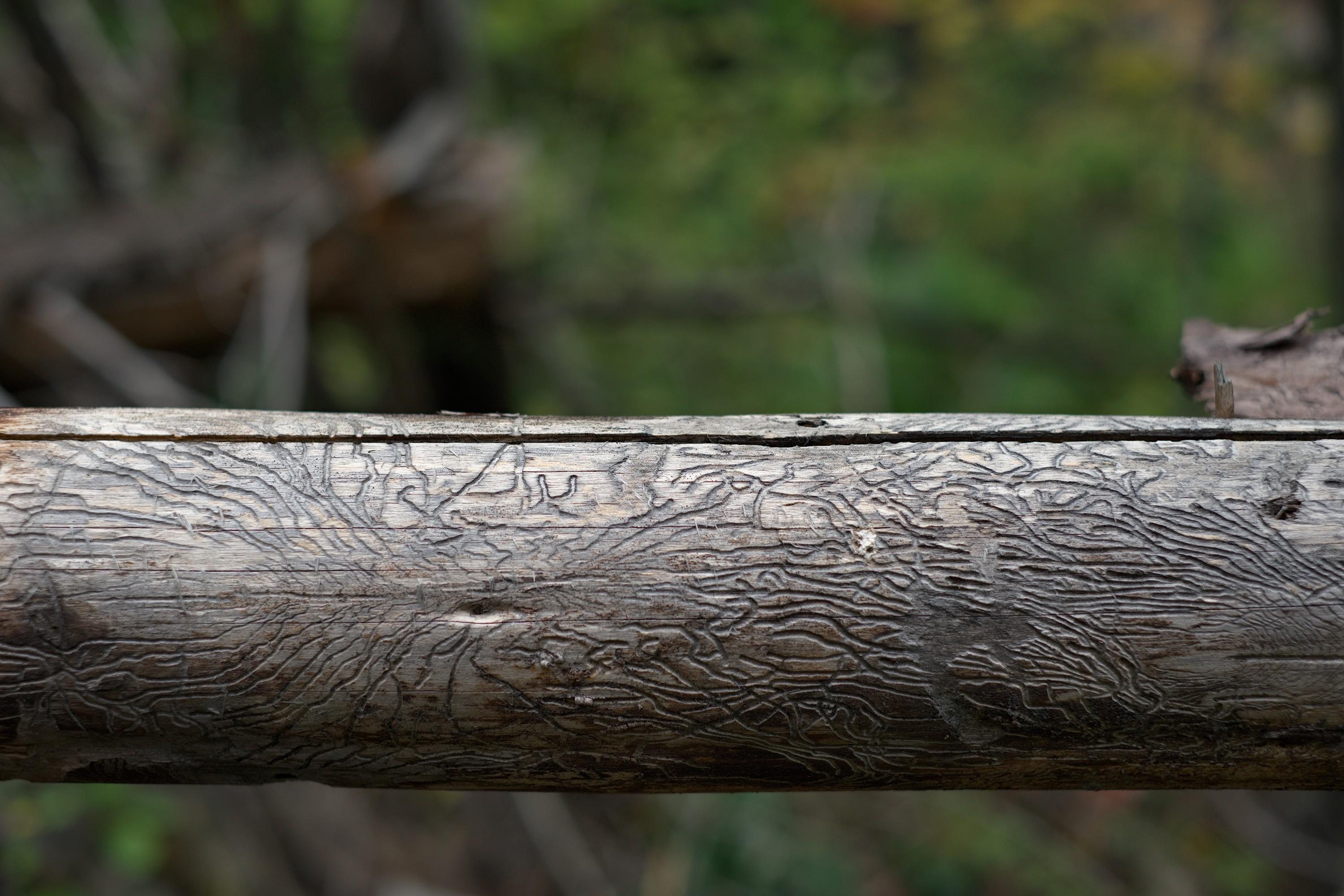 Detail of a log with stripped off bark, with its smooth wood eaten through in intricate patterns.