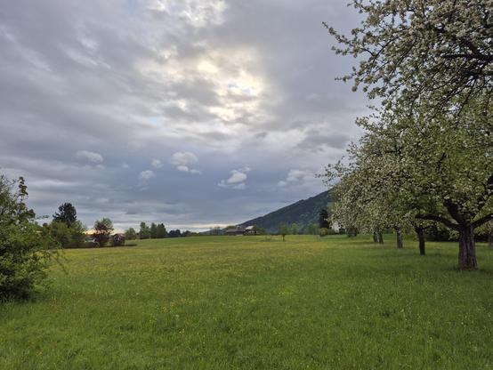Green field with apple trees on the right, a bush on the left and a mountain in the back.
