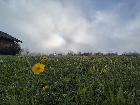 A green meadow with a yellow flower and a cloudy sky