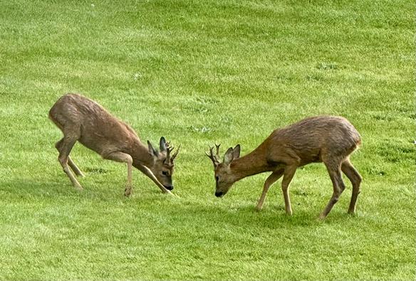 Two roe deer bucks facing off. The one on the right is dominant and the one on the left looks like a younger challenger.