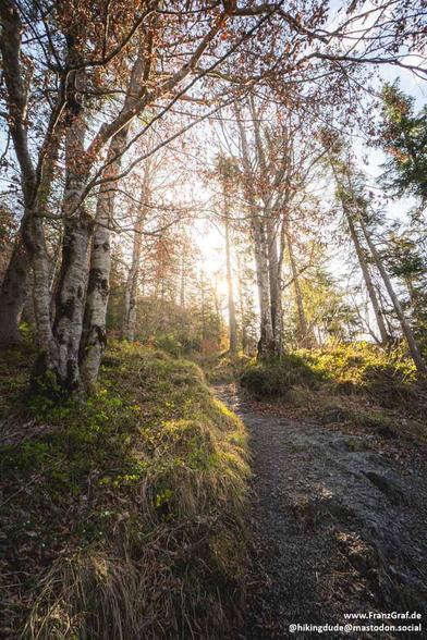 This image captures a magical and serene forest scene bathed in the warm, golden light of either sunrise or sunset. The foreground features a narrow, winding trail that meanders through a dense woodland. The path is flanked by tall trees, their trunks and branches creating a natural tunnel that adds depth and a sense of mystery to the scene.

The trees are a mix of deciduous and evergreen, with some branches bare and others adorned with sparse foliage, suggesting the transition of seasons. The …
