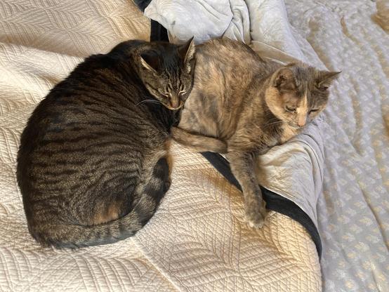 Two cozy cats just chillin’