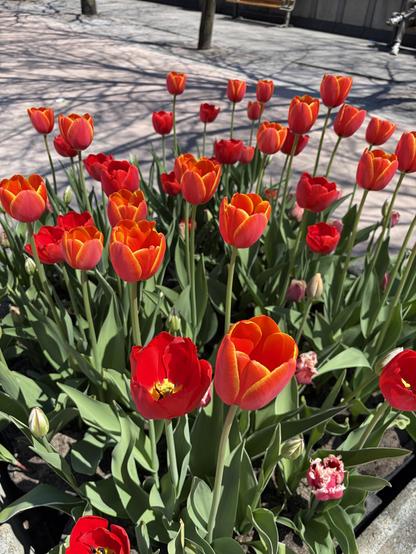 A photo of orange tulips