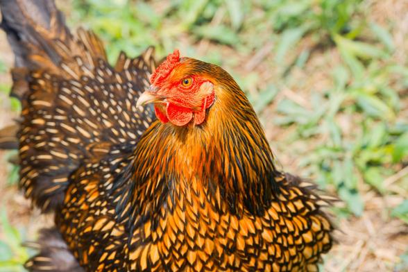 Proud Chicken with head turned almost 90 degrees and feathers radiating out from her head with dirt,  weeds, behind