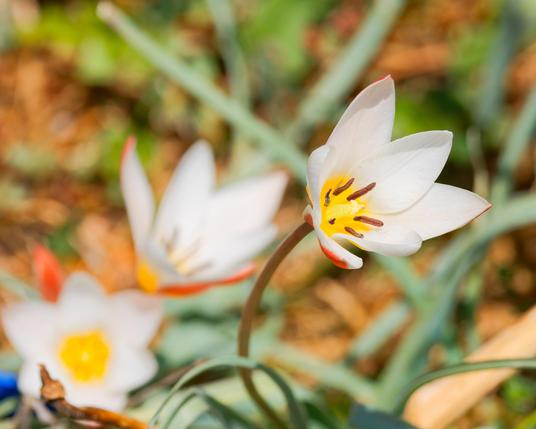 In the center right a primitive tulip with seemingly many petals with disorganized blurry greenery and brown ground behind