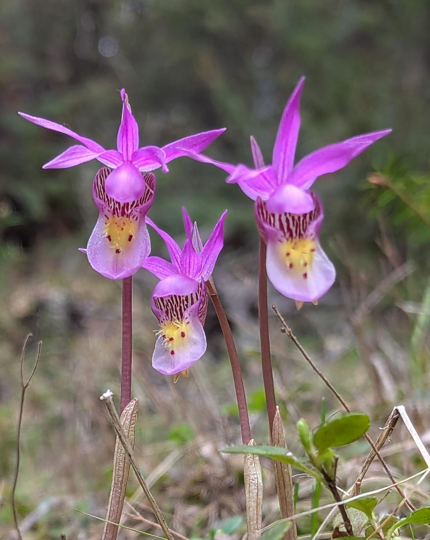 Three orchid flowers are standing on a row. They are about 5cm high
 The flowers each have 5 purple petals. The center top cup is purple, the bottom cup is white, the center stigma and Pistil are yellow with red dot ends. The middle of the flowers have brown streaks. They have short, thin brown stems.