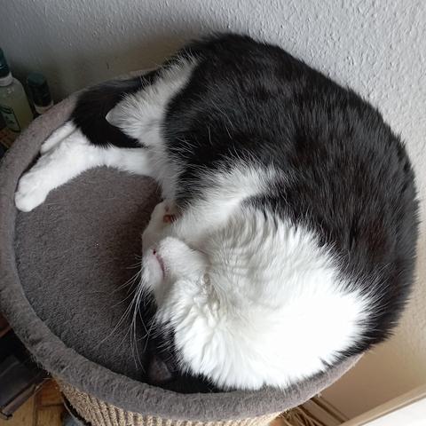 Ein schwarz-weißer (~6kg) Kater liegt zusammengerollt auf der grauen, flauschigen Plattform eines Kratzbaums. Der Rücken und das Hinterteil des Tieres sind schwarz, während der Kopf, die Brust und ein Vorderbein weiß sind. Der schwarze Schweif ist kokett ür die Hinterbeine gelegt
Die Plattform ist am Rand mit hellem Sisal umwickelt. Der Kopf des Tieres ist nach unten geneigt. Im Hintergrund ist eine hellgraue Wand und am linken Bildrand ein Teil eines dunklen Objekts zu sehen.