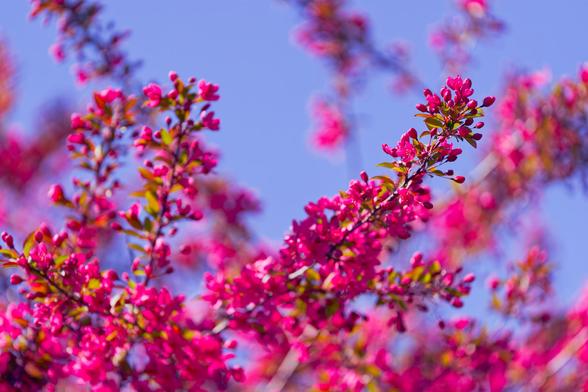 Thin tree branches with lots of little pink flowers underneath a blue sky