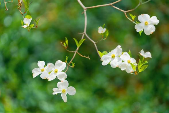 Roughly 7 white cross-shaped dogwood flowers with beautifully blurred green foliage in the background