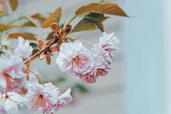 Light pink cherry blossoms with lots of petals on branch with very rose-like leaves that i think got color graded to look more summery than they really were.