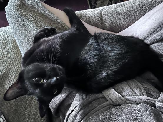 Picture of a black cat lying on a terrycloth robed lap, lookup upwards and wondering why petting has stopped (to take this picture)