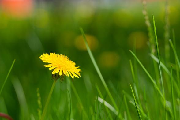 Around 1/3 from the left a single dandelion pops up from the bottom,  a few blades of grass are also in focus and past that is a great expandse of green with a few yellow patches from other flowers
