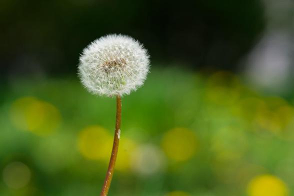 a single globe dandelion seed head near the center over a horizon above which is mostly dark and below an expense of greem with blurry yellow and white patches