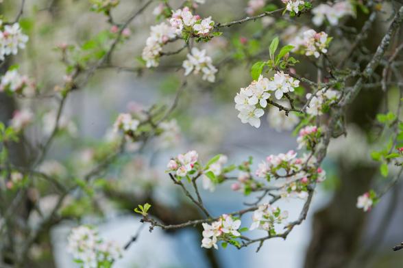 Apple blossoms in the foreground and indistinct bits of tree trunk and blue and grey background behind