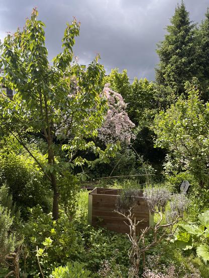 Büsche und Bäume in unterschiedlichen Grüntönen und blühender Scheinjasmin, alles grell beleuchtet. Dahinter ein gewitterdunkler Himmel.