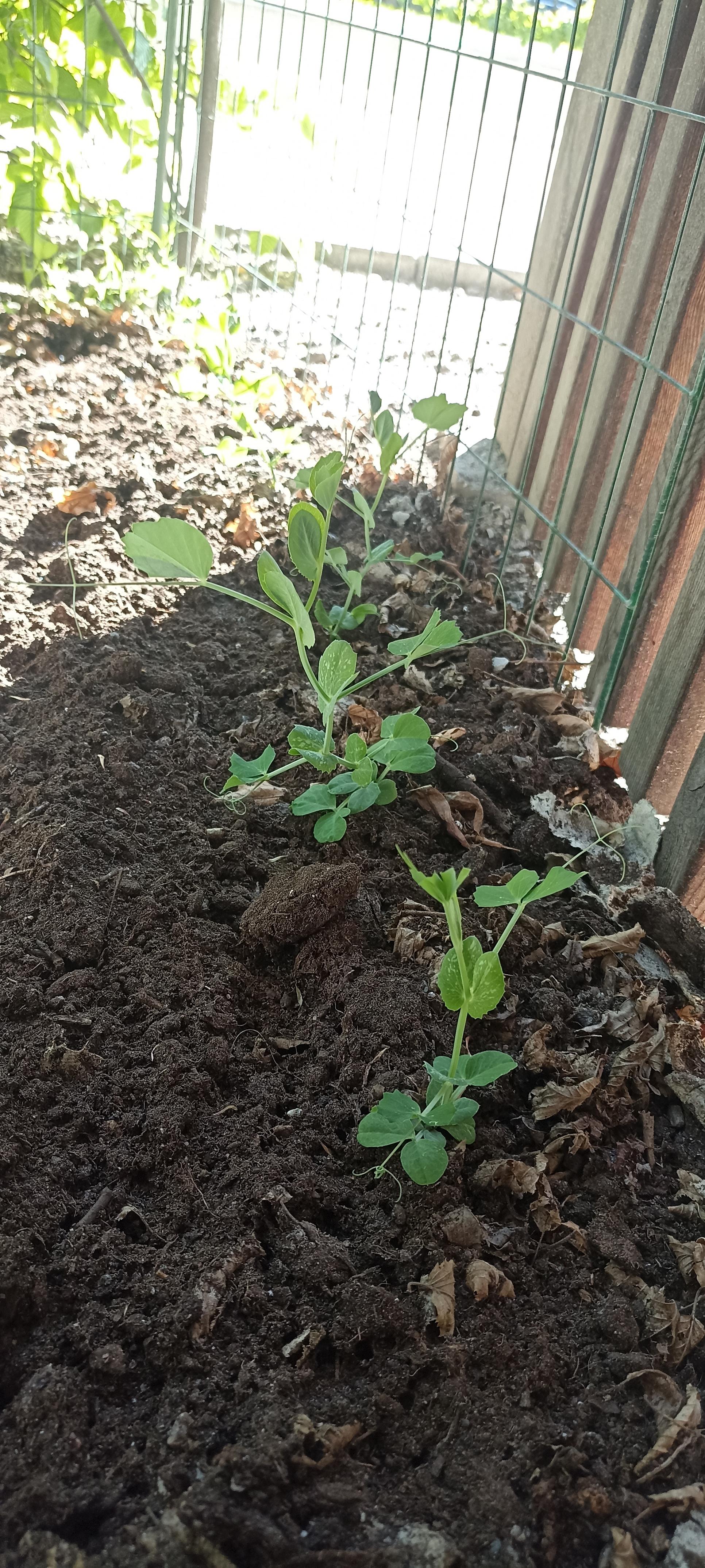 Plantitas de chícharo en tierra