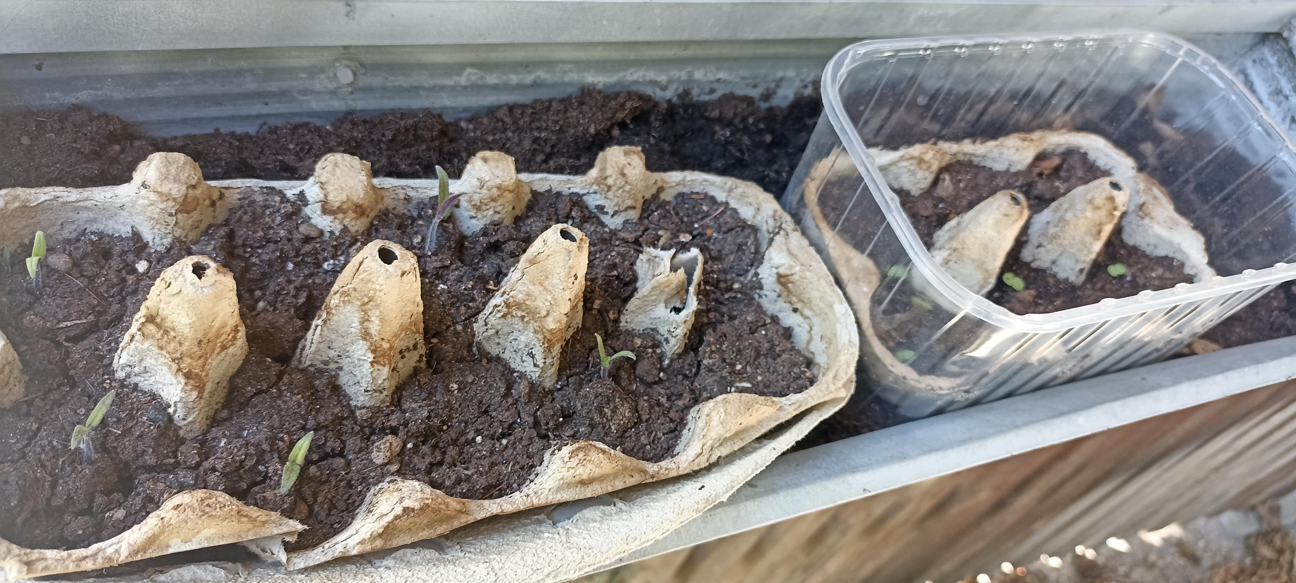 Plantitas de jitomatitos , mâche creciendo