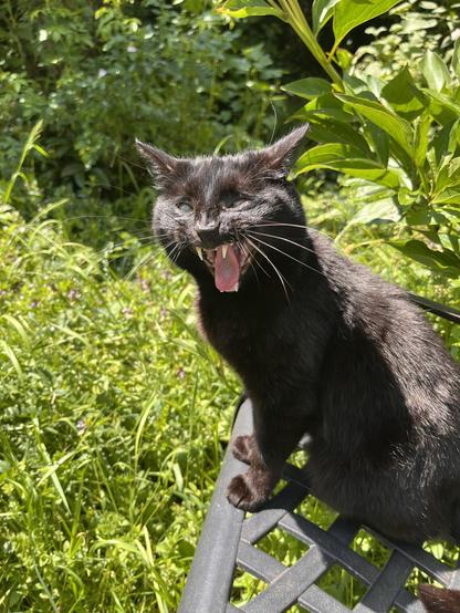 Eine schwarze Katze in der Sonne, das Maul weit aufgerissen, auf einer Gartenbank vor Grünzeug.