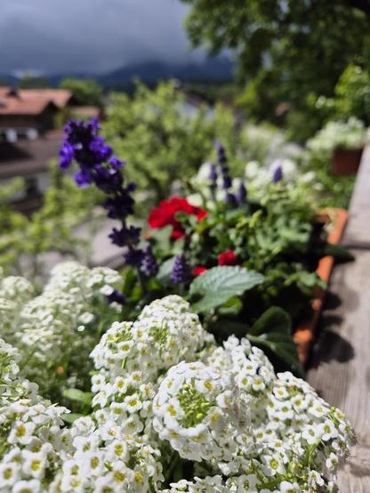 This image captures a vibrant and colorful garden scene, showcasing the beauty of a variety of flowers in full bloom. The foreground is dominated by clusters of small, delicate white flowers, their numerous petals creating a lush and abundant display. The white flowers are the main focus, drawing the viewer's attention with their brightness and detail.

Behind the white flowers, a variety of other blooms add splashes of color to the scene. There are tall spikes of purple flowers, their rich hue…