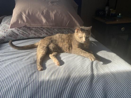 A cat on a bed in the sunlight.