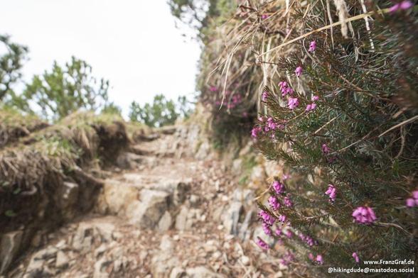 This image captures a close-up, intimate view of a rugged mountain trail, highlighting the intricate details of the natural environment. The foreground is dominated by a branch of a shrub or small tree, adorned with delicate pink flowers. The flowers are in sharp focus, their vibrant color standing out against the more muted tones of the surrounding landscape.

The trail itself is rocky and uneven, with a mix of small stones, dry grass, and patches of earth. The path appears to be well-trodden,…