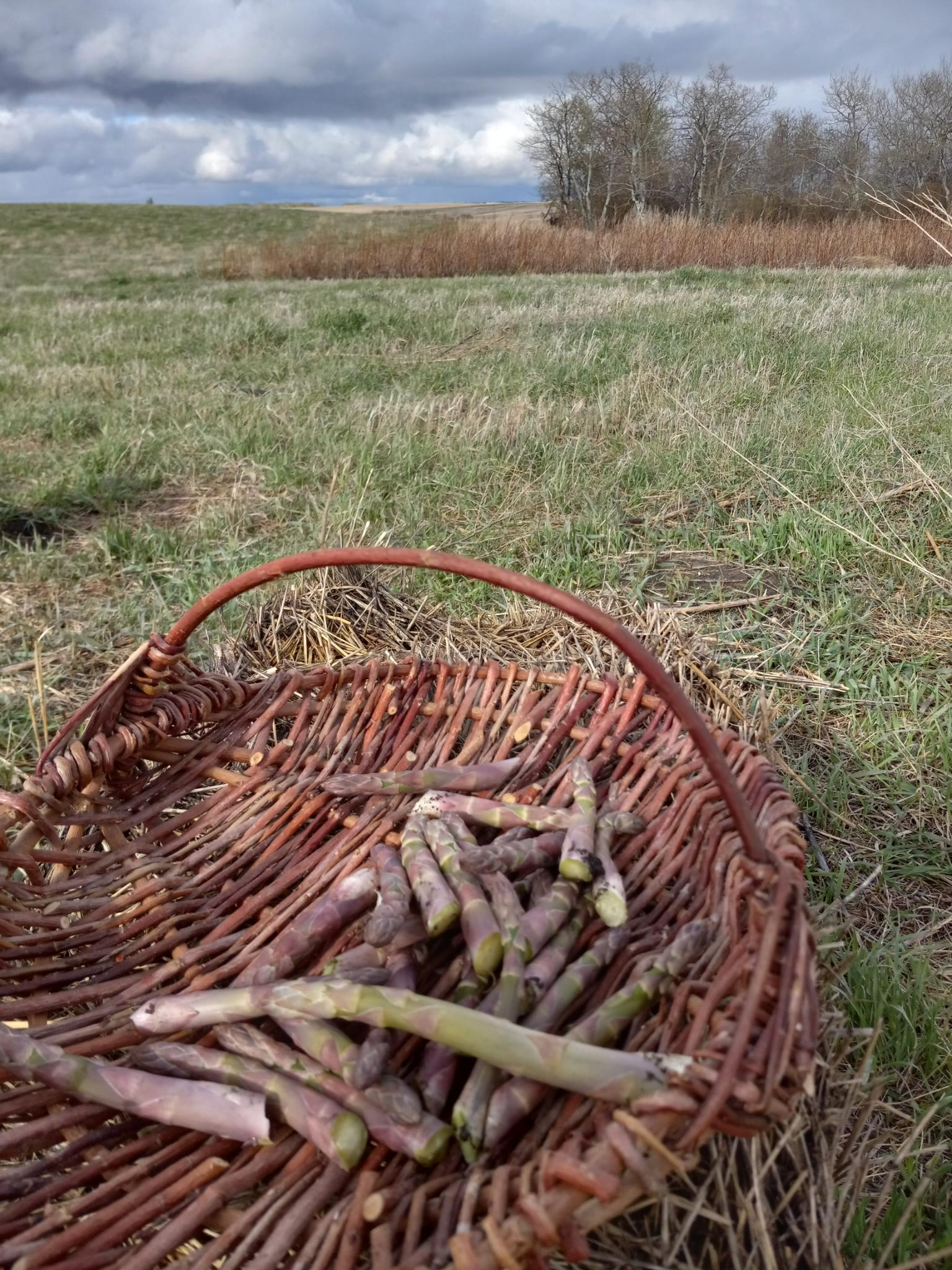 A handful of very short asparagus spears in a woven willow basket, sitting in front of a grassy field with ominous looking clouds and some scrubby trees in the background that are maybe barely starting to get some green on them.