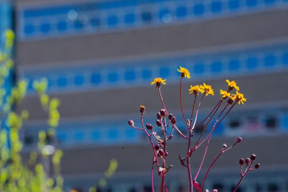 Little yellow flowers almost form an umbrel with some green shoots on the other side and curved rows of blue windows and bricks stacked vertically behind