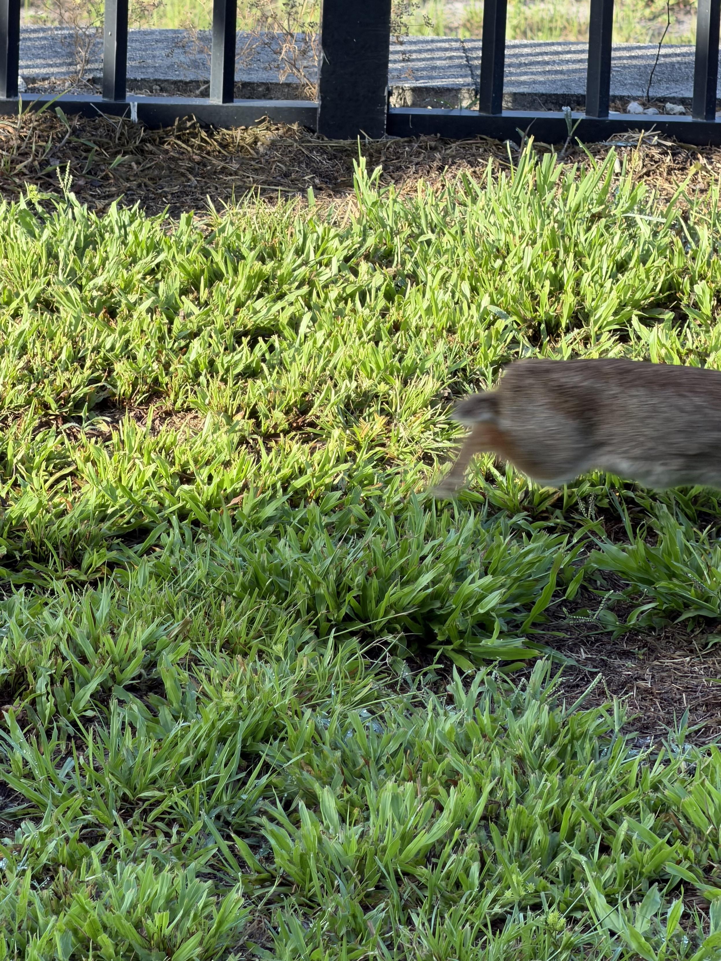 The back end of a rabbit running out of frame, blurred. Grass and the bottom of a black fence. 
