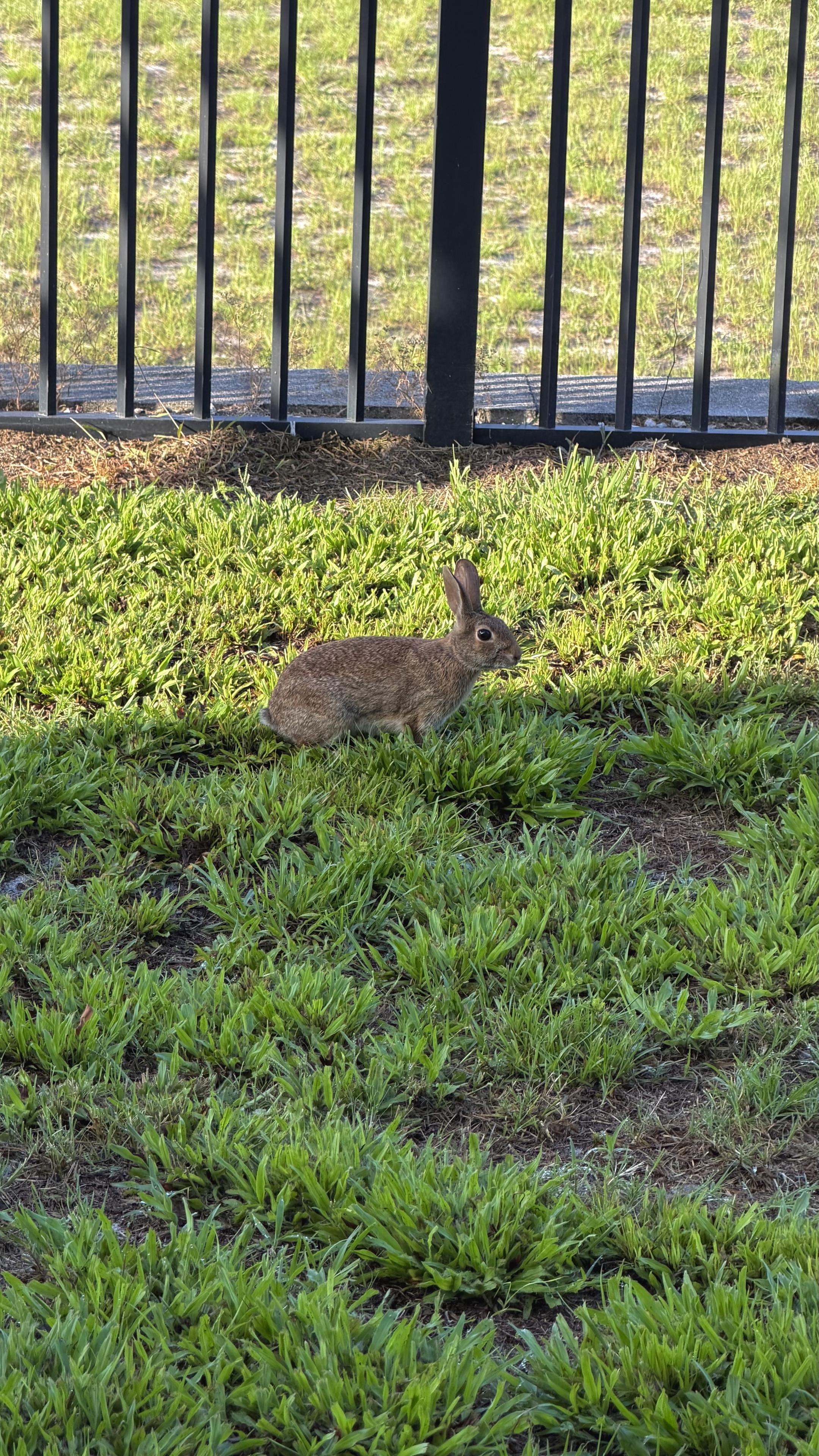 A brown rabbit in grass, a black fence in the background. 