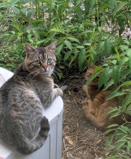 Two cats outdoors