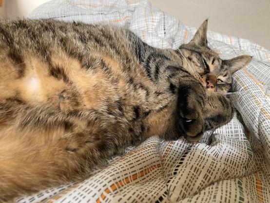 A big cat