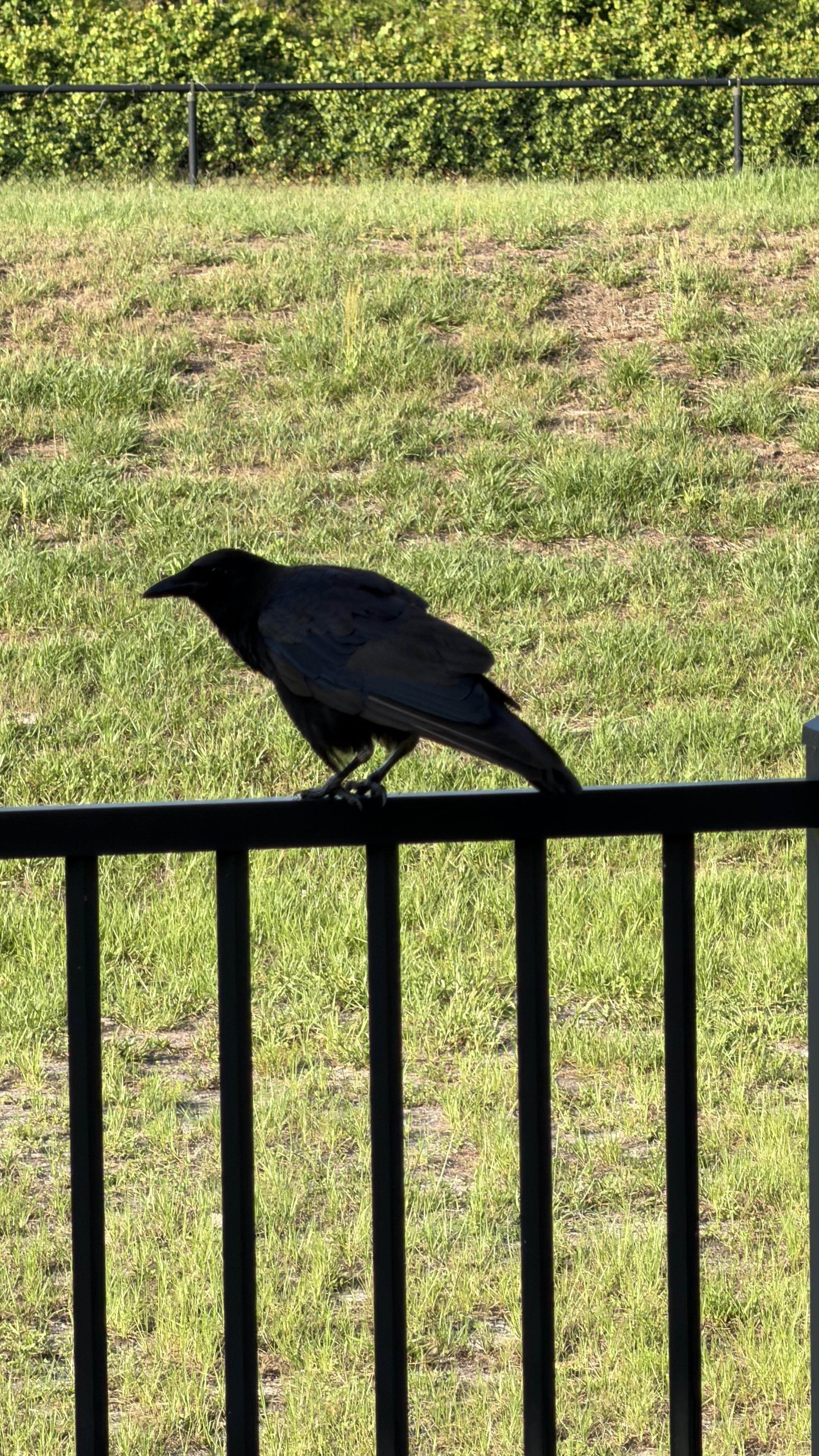 A black crow standing on a black fence with grass and bushes in the mid and backgrounds
