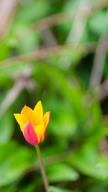 Delicate flower with petals that are yellow on the inside and red on the outisde with a jungle of leaves and stems behind