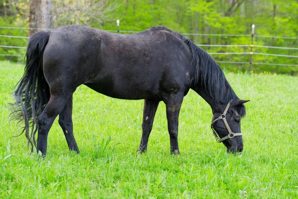 Dark horse grazes on bright green grass