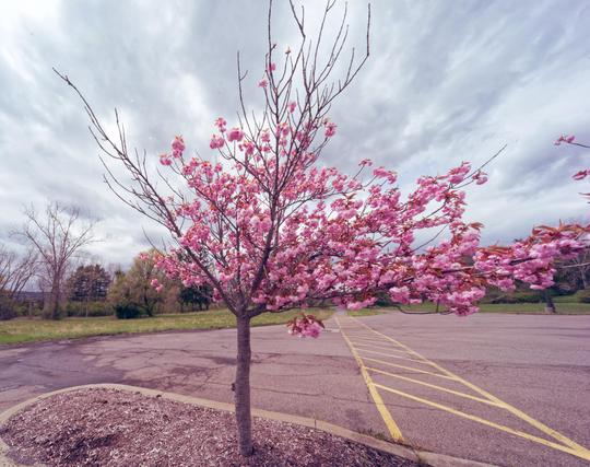 Lowe branches of a small tree are luxuriously decked out in pink flowers