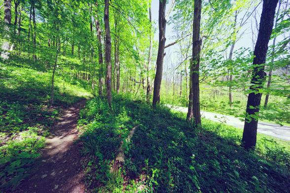 Trail enters from the bottom left and works "up" the frame with a road off to the right with numerous trees and understory plants