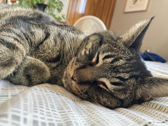 A cat