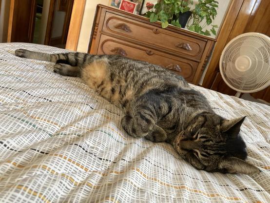 A cat