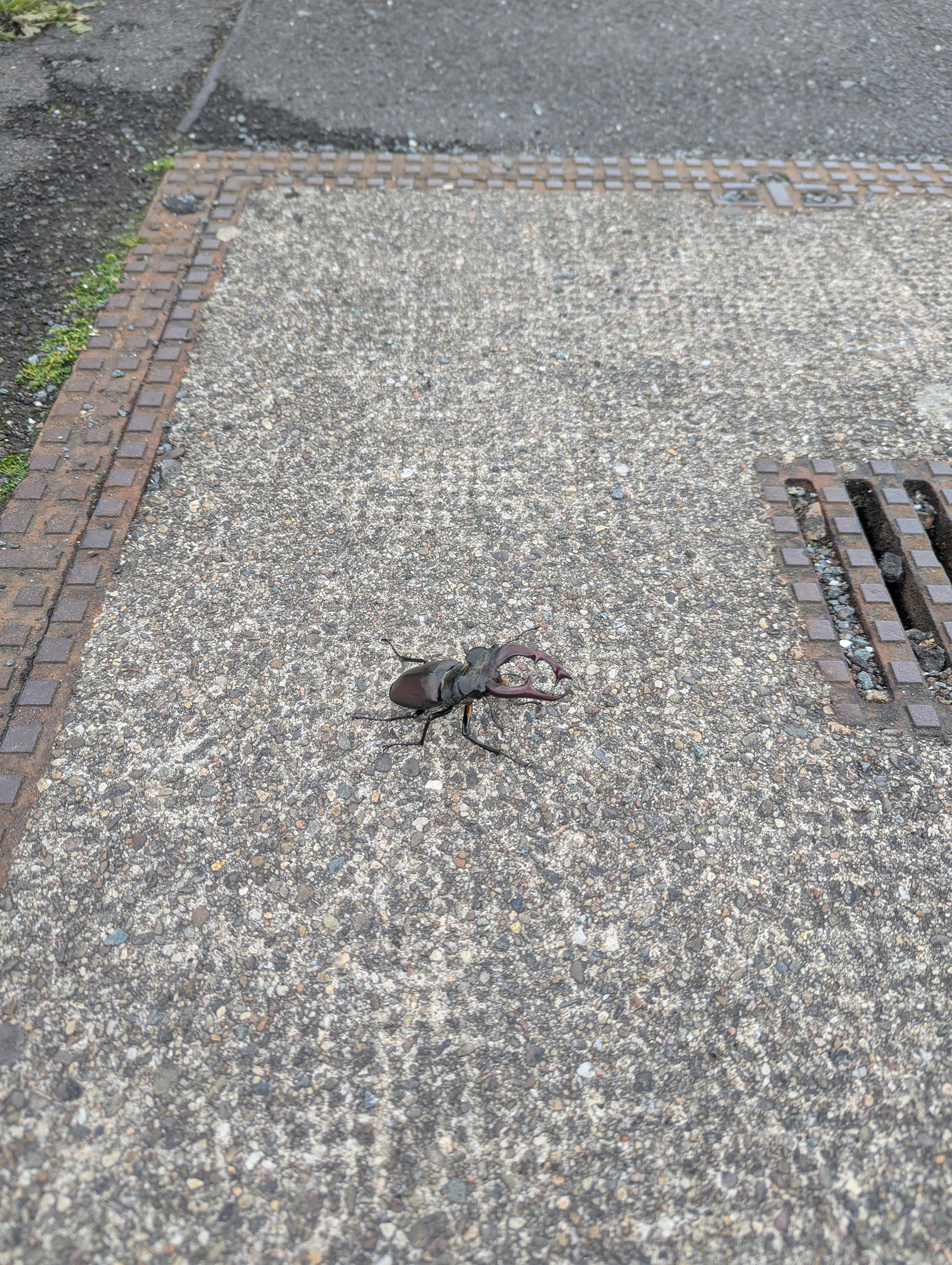 Ein Hirschkäfer sitzt auf steinigem Boden, von schräg oben fotografiert.