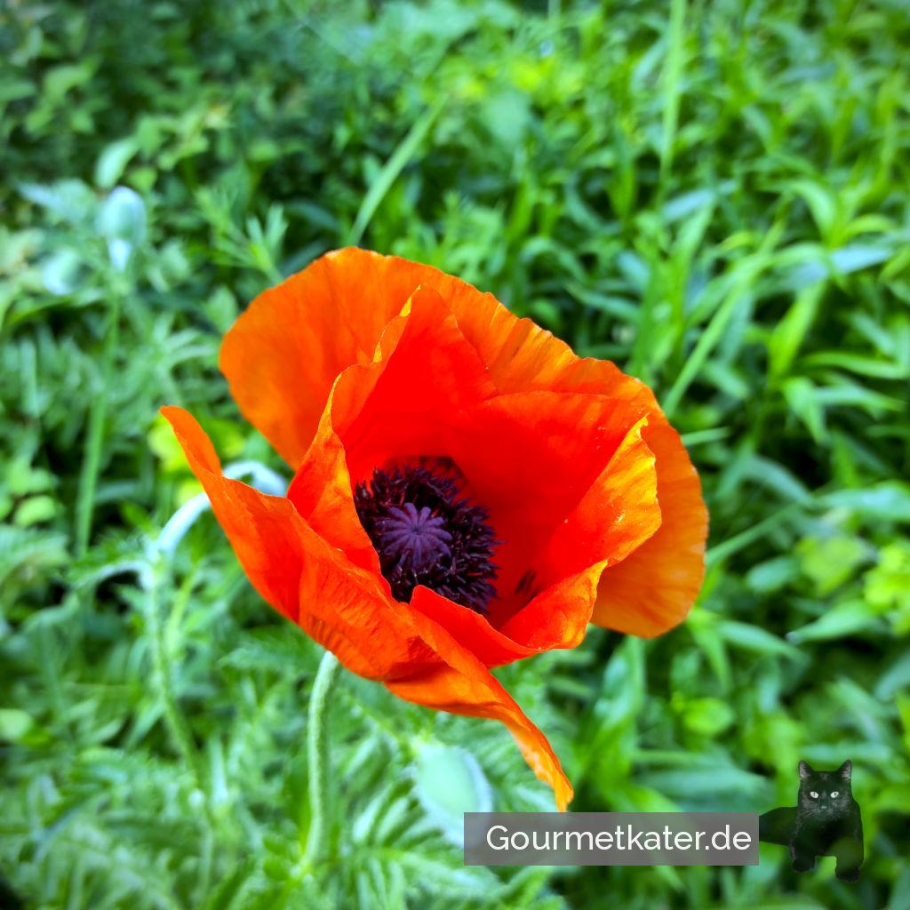 Mohnblüte