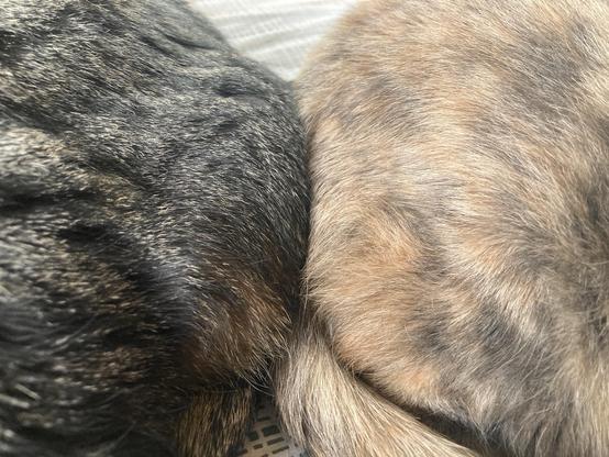 Two cats, butt to butt.