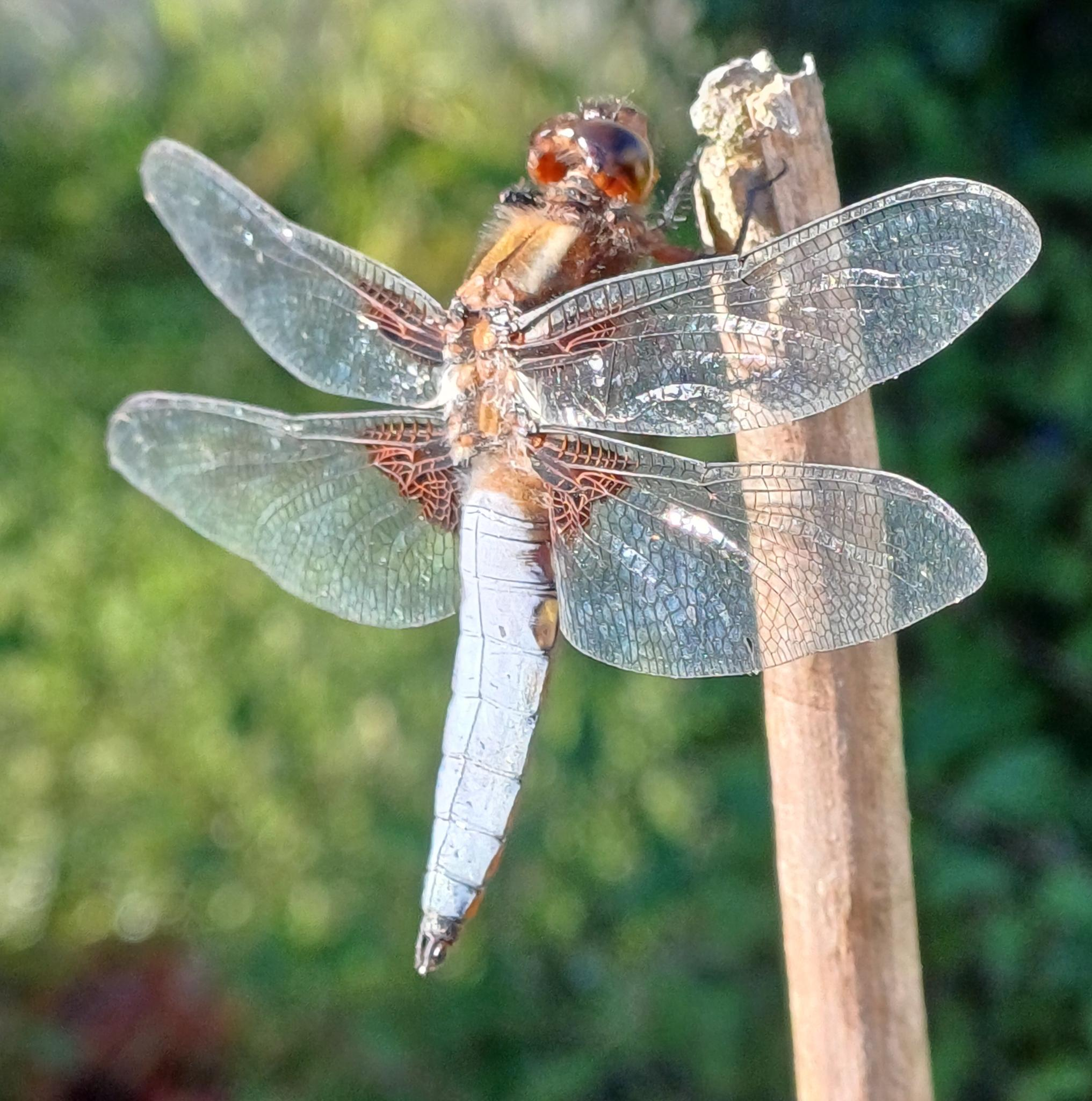 photo of a dragonfly on a stick with some vegetation in the background