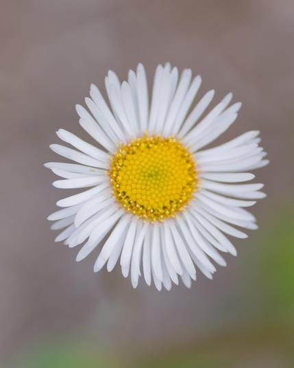 Simple Daisy in middle of frame