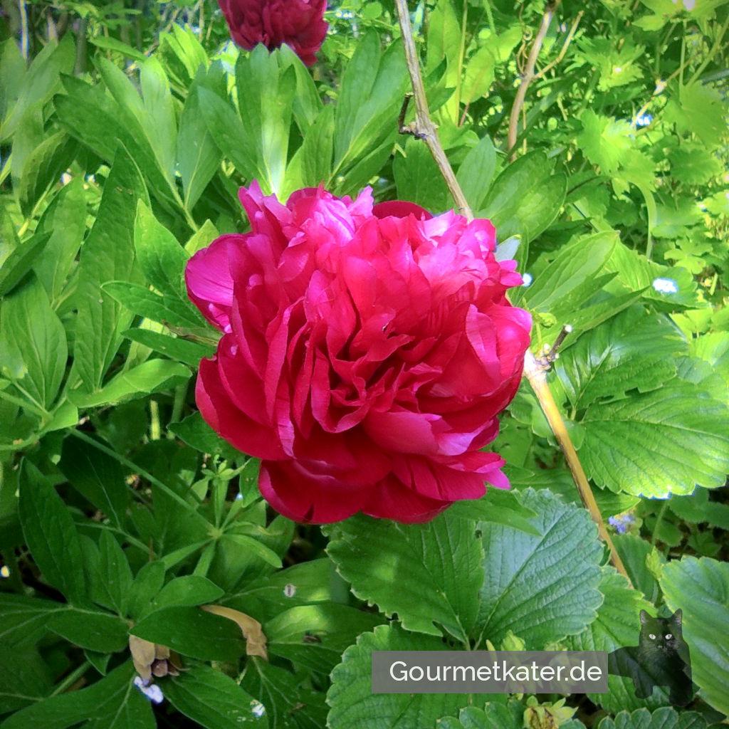 Zu Pfingsten im Garten