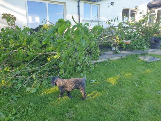 Pruned tree branches 